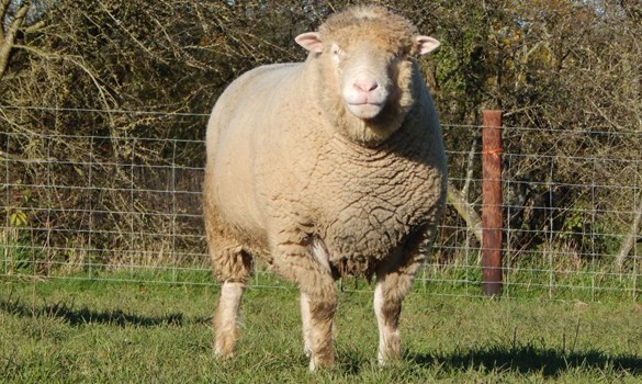 Dorset ram stood on grass facing camera.